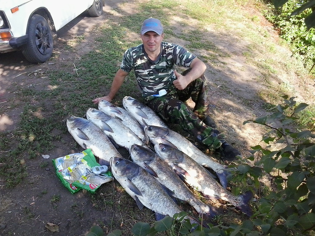 vosem zel tovstolobov